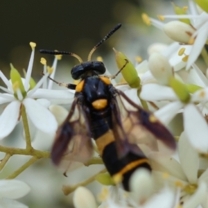 Pterygophorus sp. (genus) at QPRC LGA - 20 Jan 2024