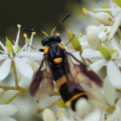 Pterygophorus sp. (genus) (Long-tailed Sawfly) at Mongarlowe River - 20 Jan 2024 by LisaH