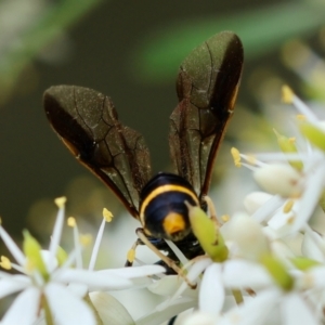 Pterygophorus sp. (genus) at QPRC LGA - 20 Jan 2024