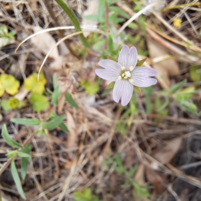 Epilobium billardiereanum subsp. cinereum (Hairy Willow Herb) at Watson, ACT - 20 Jan 2024 by abread111