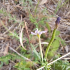 Epilobium billardiereanum subsp. cinereum at Mount Majura - 20 Jan 2024