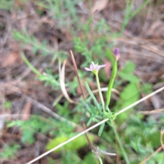 Epilobium billardiereanum subsp. cinereum at Mount Majura - 20 Jan 2024 12:12 PM