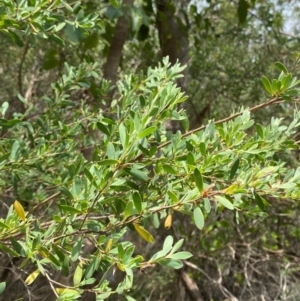 Leptospermum laevigatum at Myall Lakes National Park - 17 Dec 2023 10:56 AM