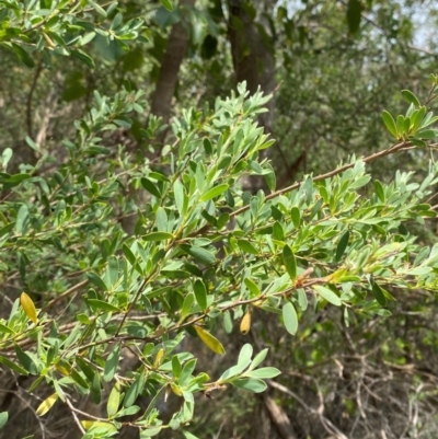 Leptospermum laevigatum (Coast Teatree) at Seal Rocks, NSW - 16 Dec 2023 by Tapirlord