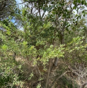 Leptospermum laevigatum at Myall Lakes National Park - 17 Dec 2023 10:56 AM