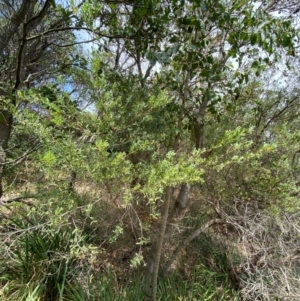 Leptospermum laevigatum at Myall Lakes National Park - 17 Dec 2023 10:56 AM