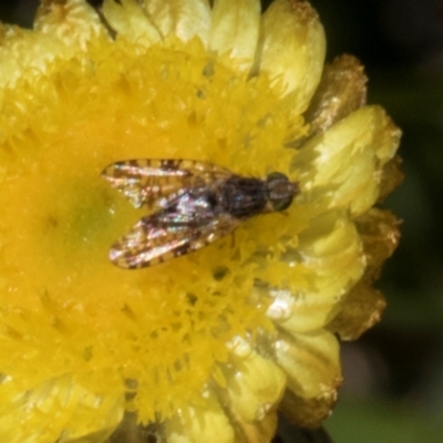 Austrotephritis poenia (Australian Fruit Fly) at Glen Allen, NSW - 17 Jan 2024 by AlisonMilton
