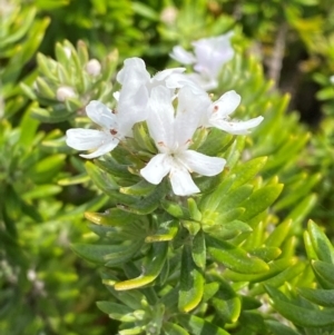 Westringia fruticosa at Myall Lakes National Park - 17 Dec 2023