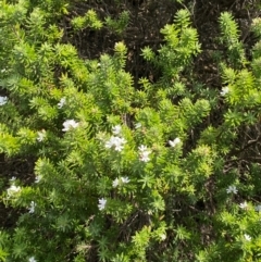 Westringia fruticosa at Myall Lakes National Park - 17 Dec 2023