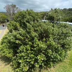 Westringia fruticosa at Myall Lakes National Park - 17 Dec 2023