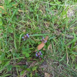 Prunella vulgaris at Huskisson, NSW - 20 Jan 2024 03:33 PM