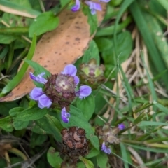 Prunella vulgaris at Huskisson, NSW - 20 Jan 2024 03:33 PM