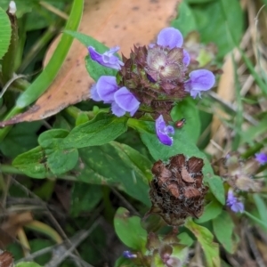 Prunella vulgaris at Huskisson, NSW - 20 Jan 2024 03:33 PM