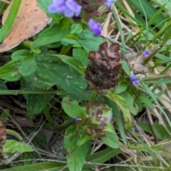 Prunella vulgaris at Huskisson, NSW - 20 Jan 2024 03:33 PM