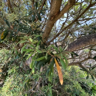 Banksia integrifolia subsp. integrifolia (Coast Banksia) at Seal Rocks, NSW - 16 Dec 2023 by Tapirlord