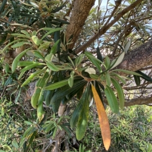 Banksia integrifolia subsp. integrifolia at Myall Lakes National Park - 17 Dec 2023