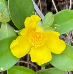 Hibbertia scandens (Climbing Guinea Flower) at Seal Rocks, NSW - 16 Dec 2023 by Tapirlord