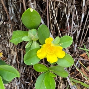 Hibbertia scandens at Myall Lakes National Park - 17 Dec 2023 10:54 AM