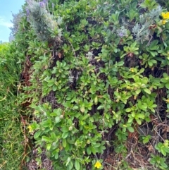 Hibbertia scandens at Myall Lakes National Park - 17 Dec 2023 10:54 AM