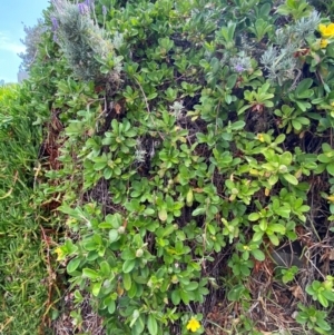 Hibbertia scandens at Myall Lakes National Park - 17 Dec 2023