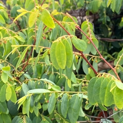 Breynia oblongifolia (Coffee Bush) at Myall Lakes National Park - 16 Dec 2023 by Tapirlord