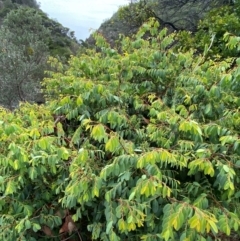 Breynia oblongifolia at Myall Lakes National Park - 17 Dec 2023