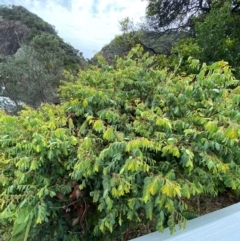 Breynia oblongifolia at Myall Lakes National Park - 17 Dec 2023