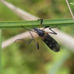 Gynoplistia sp. (genus) (Crane fly) at South East Forest National Park - 18 Jan 2024 by AlisonMilton