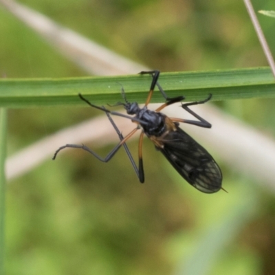 Gynoplistia sp. (genus) (Crane fly) at Glen Allen, NSW - 18 Jan 2024 by AlisonMilton