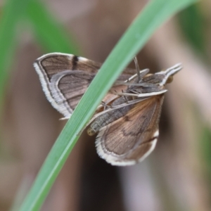 Metasia (genus) at QPRC LGA - 20 Jan 2024