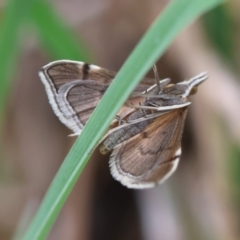 Metasia (genus) (A Crambid moth) at QPRC LGA - 20 Jan 2024 by LisaH