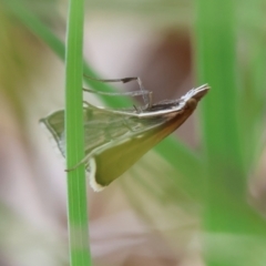 Metasia (genus) at QPRC LGA - 20 Jan 2024