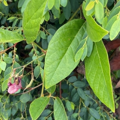 Kennedia rubicunda (Dusky Coral Pea) at Myall Lakes National Park - 16 Dec 2023 by Tapirlord