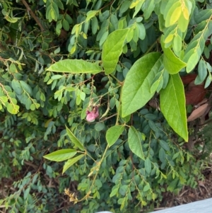 Kennedia rubicunda at Myall Lakes National Park - 17 Dec 2023