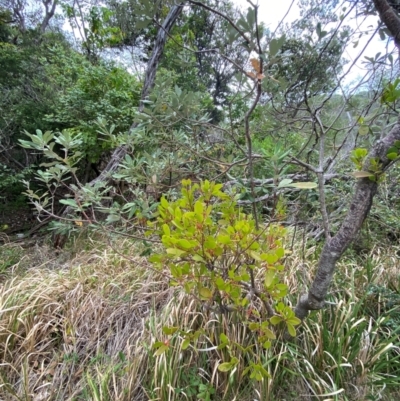 Muellerina celastroides at Seal Rocks, NSW - 16 Dec 2023 by Tapirlord