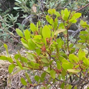 Muellerina celastroides at Myall Lakes National Park - 17 Dec 2023