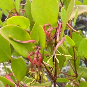 Muellerina celastroides at Myall Lakes National Park - 17 Dec 2023