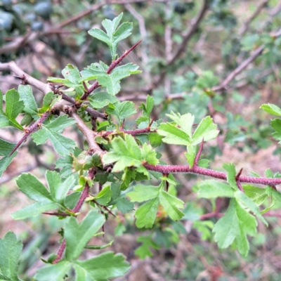 Crataegus monogyna (Hawthorn) at Watson, ACT - 20 Jan 2024 by abread111