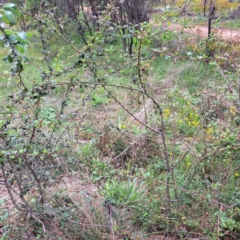 Crataegus monogyna at Mount Majura - 20 Jan 2024