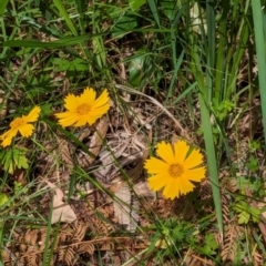 Coreopsis lanceolata (Lance-leaf Coreopsis) at Huskisson, NSW - 20 Jan 2024 by AniseStar