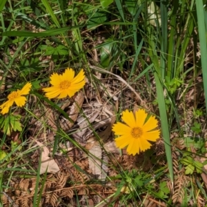 Coreopsis lanceolata at Huskisson, NSW - 20 Jan 2024 03:32 PM