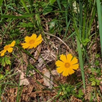 Coreopsis lanceolata (Lance-leaf Coreopsis) at Huskisson, NSW - 20 Jan 2024 by AniseStar