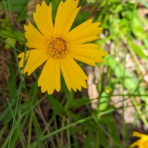 Coreopsis lanceolata at Huskisson, NSW - 20 Jan 2024 03:32 PM