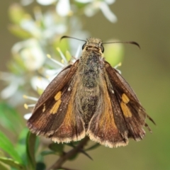 Timoconia flammeata (Bright Shield-skipper) at Mongarlowe River - 20 Jan 2024 by LisaH