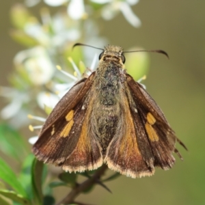 Timoconia flammeata at QPRC LGA - 20 Jan 2024