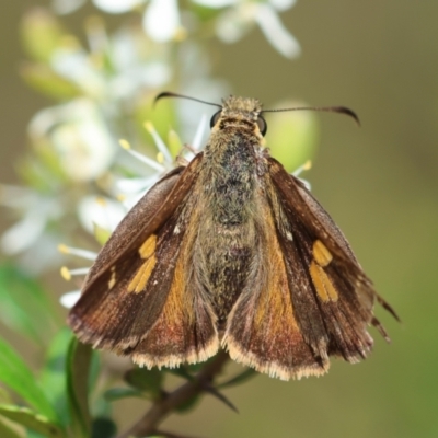 Timoconia flammeata (Bright Shield-skipper) at Mongarlowe River - 20 Jan 2024 by LisaH