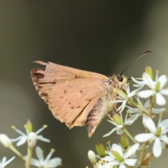 Timoconia flammeata at QPRC LGA - suppressed