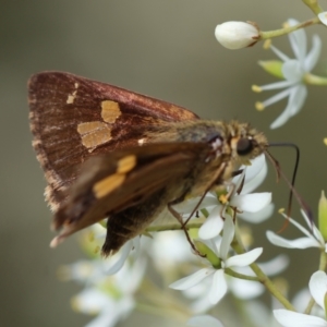 Timoconia flammeata at QPRC LGA - 20 Jan 2024