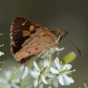 Timoconia flammeata at QPRC LGA - 20 Jan 2024