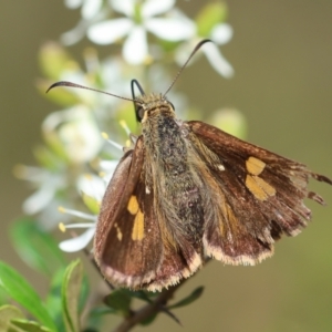 Timoconia flammeata at QPRC LGA - 20 Jan 2024